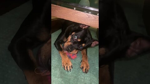 Cute Funny Rottweiler! 🐶 #shorts #short #viral #youtube #like
