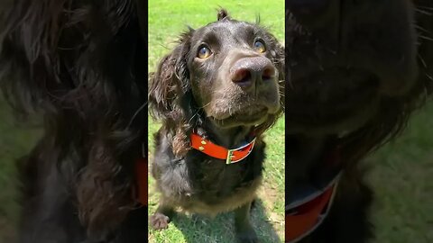 Cutest, lunchtime puppy ever! Boykin spaniel #dog #puppy ￼