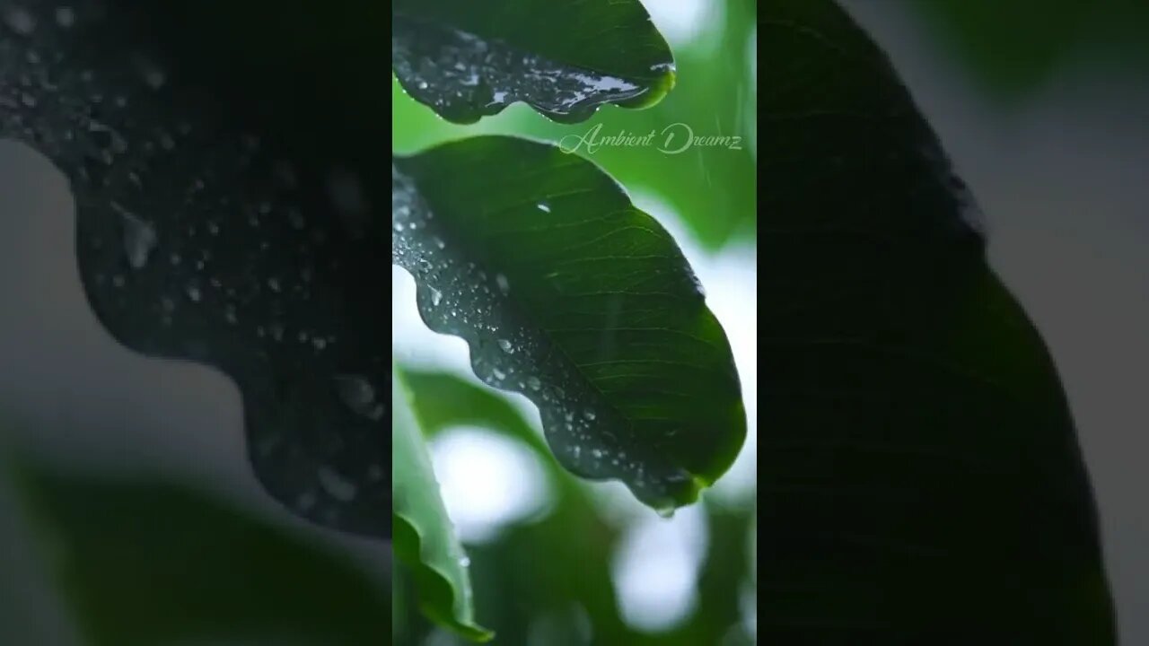 Rainy Day Vibes | #ambience #shorts #rain #trending #chill #brownnoise