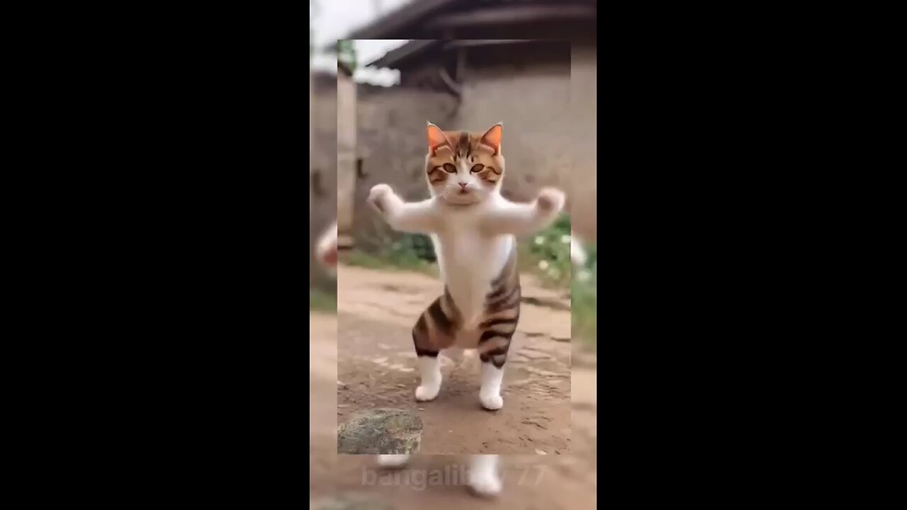 Funny cat dance #funnycat #funnydance