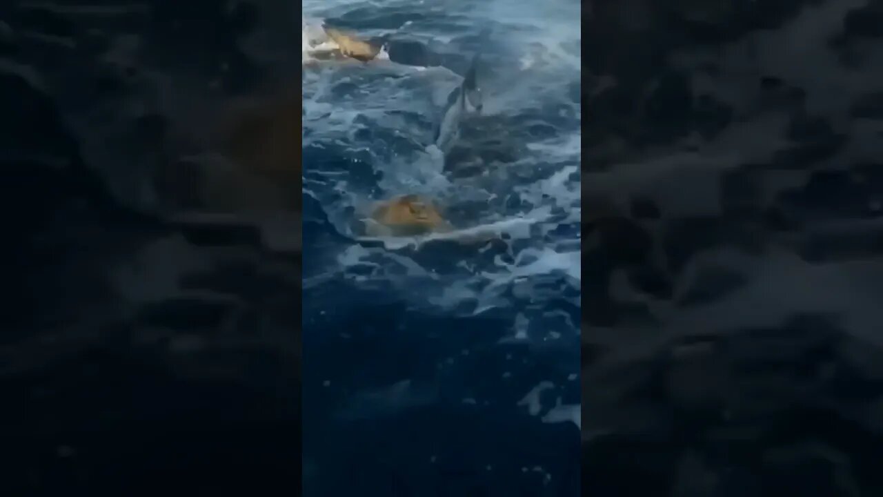 Shark attacked on turtle 🐢 | #Shorts #Animals #Sea