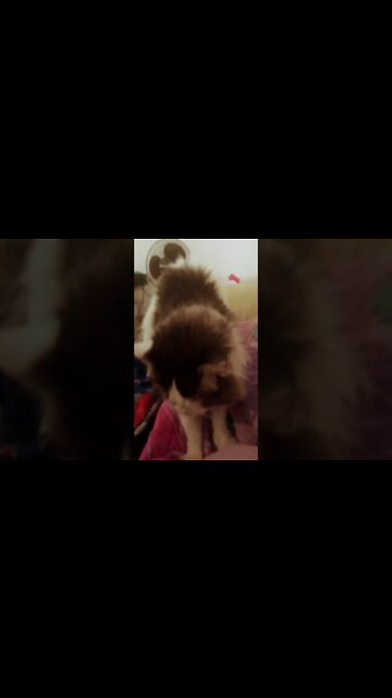 Lil-Rom amassando pãozinho