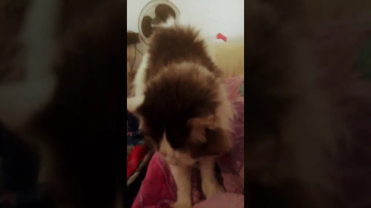 Lil-Rom amassando pãozinho