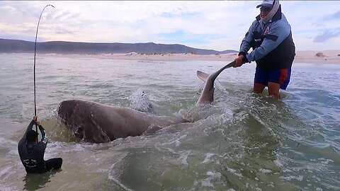 CATCH, TAG AND RELEASE A MASSIVE SHARK! FISHING FOR BRONZE WHALERS! FIRST BRONZY OF THE SEASON!
