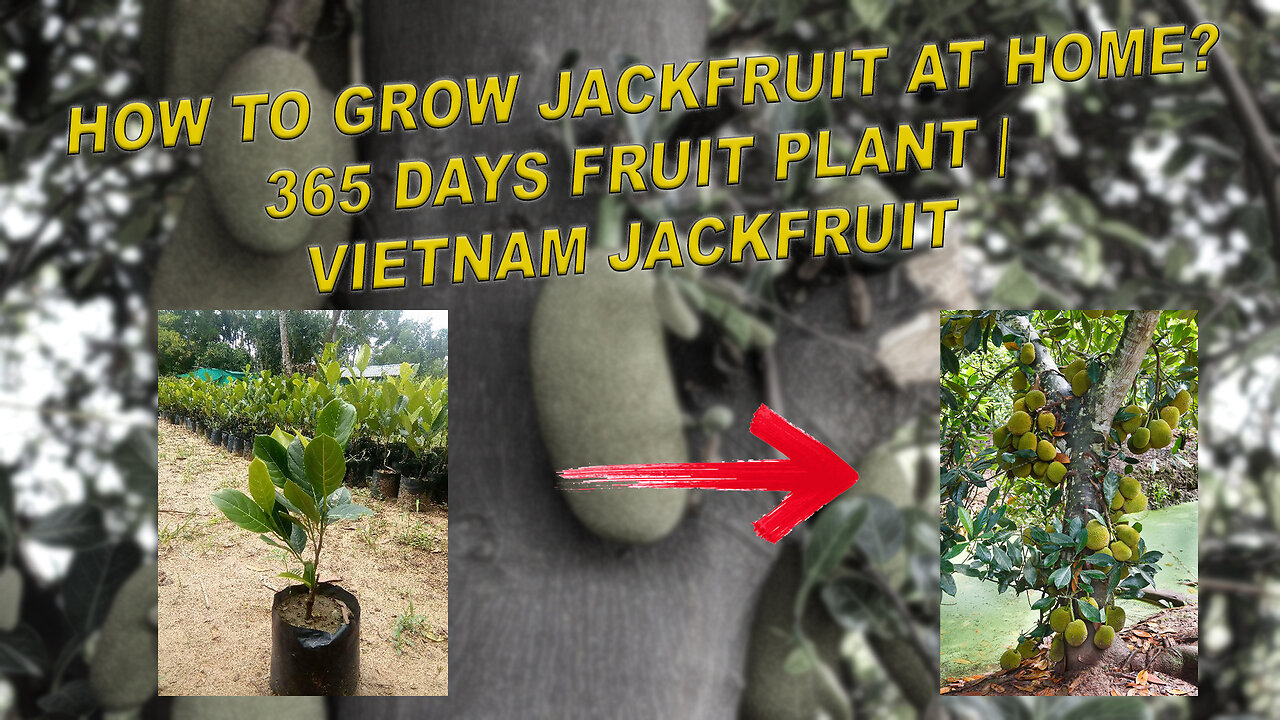 How to Grow Jackfruit at Home? 365 Days Fruit Plant | Vietnam Jackfruit