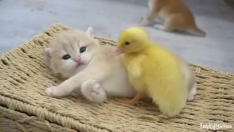 baby kittens playing with duckling