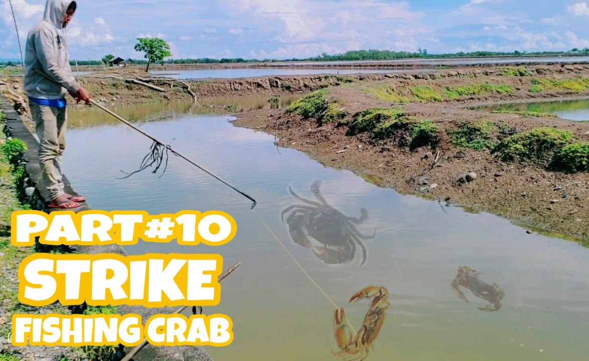 In the pouring rain we found a lot of big crabs 🦀🦀