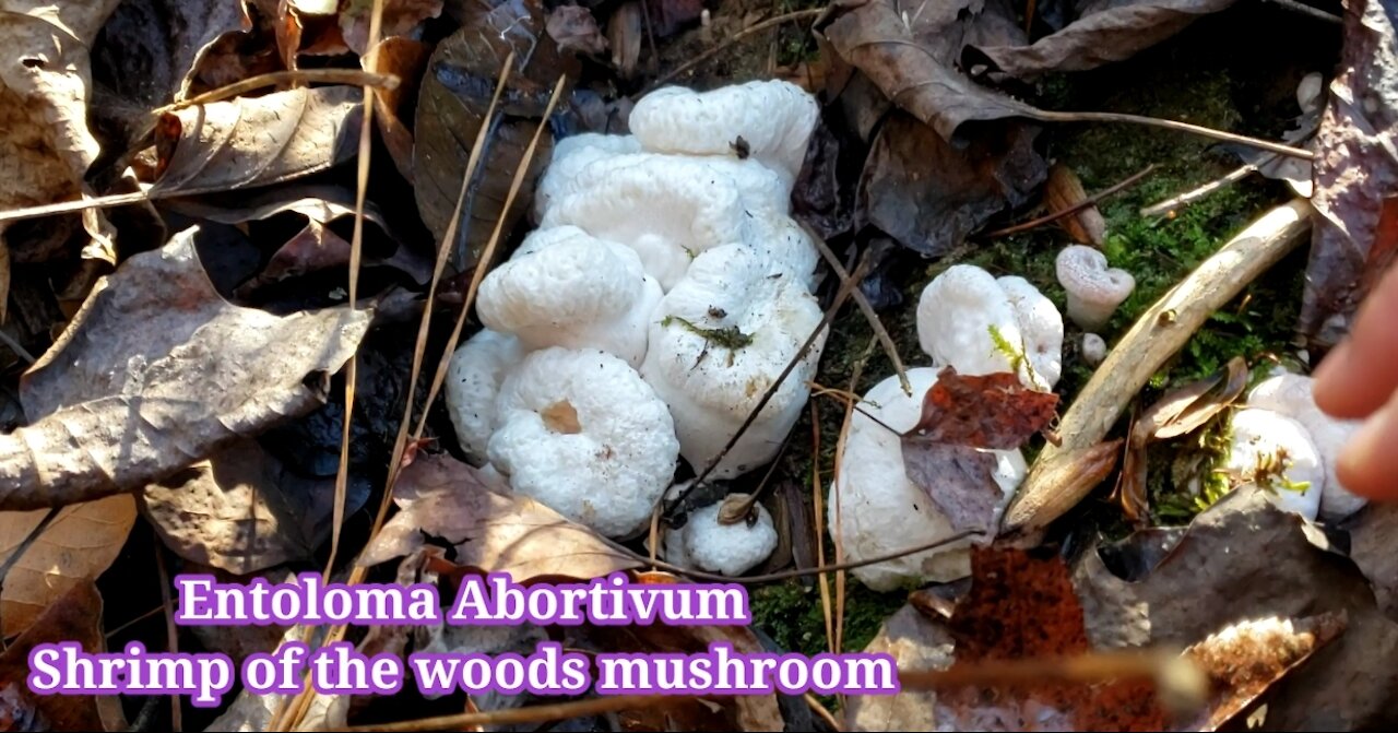 EP1: Foraging Shrimp of the woods, Entoloma abortivum