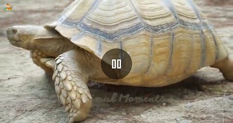 A wonderful video has all types of animals in a video please watch the video.