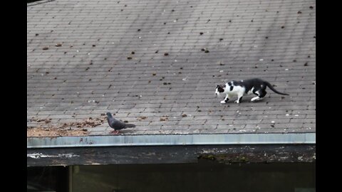 Cute cat trying to catch a pigeon