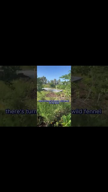 Feed Or Heal The World? Grow A Lawn! 😂🤣 Funny Video #funny #shorts #best