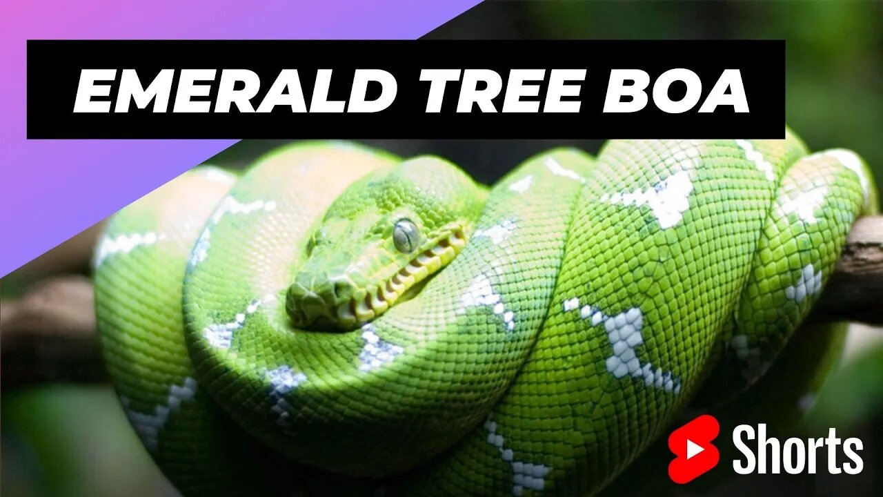 Emerald Tree Boa 🐍 One Of The Most Beautiful Snakes In The World #shorts #emeraldboa #snake