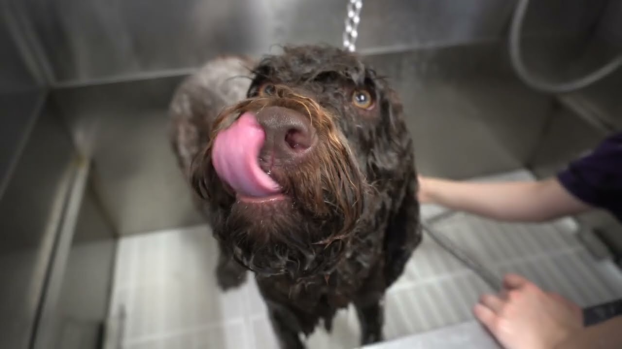 Rare dog breed you don't know exists | Doodle hate explained