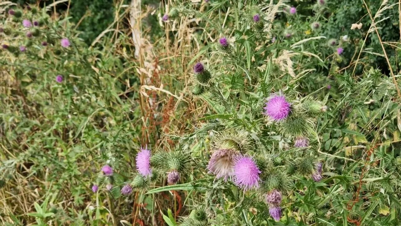 2 minutes of calm relaxation watching a bumble bee flitter around purple thistles while birds sing.