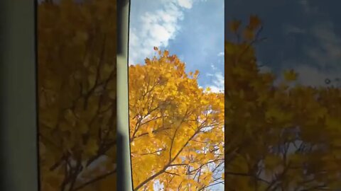 Autumn skylight #october #autumnleaves