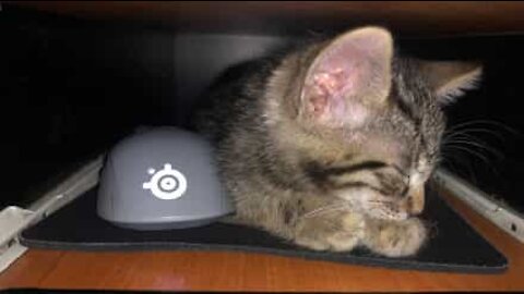 Ce chaton s'endort sur le bureau de sa maîtresse