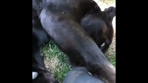 Beautiful Black Panther 🤩#Shorts #ytshorts #UbertainmentFun #Dogs #Animals #Fun