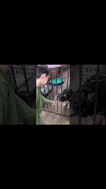 Little boy hand feeding someones BIG Doggy! LET'S GO BRANDON! 🤣