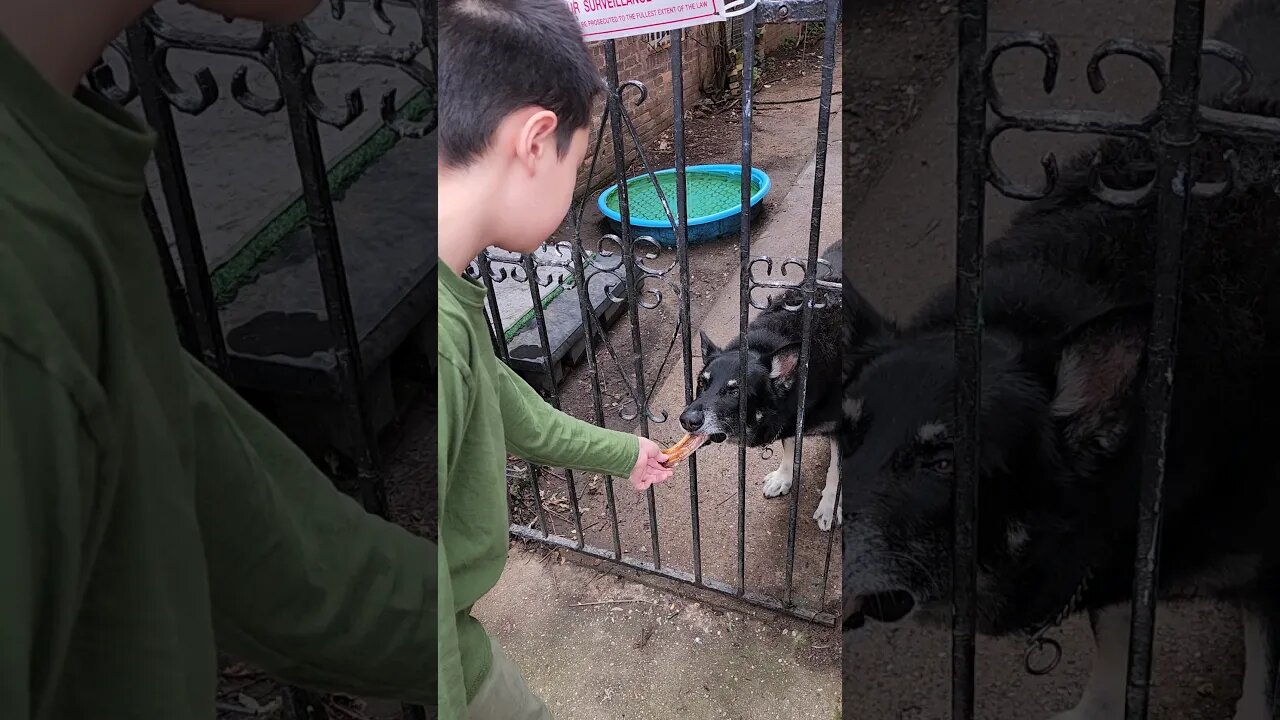 Little boy hand feeding someones BIG Doggy! LET'S GO BRANDON! 🤣