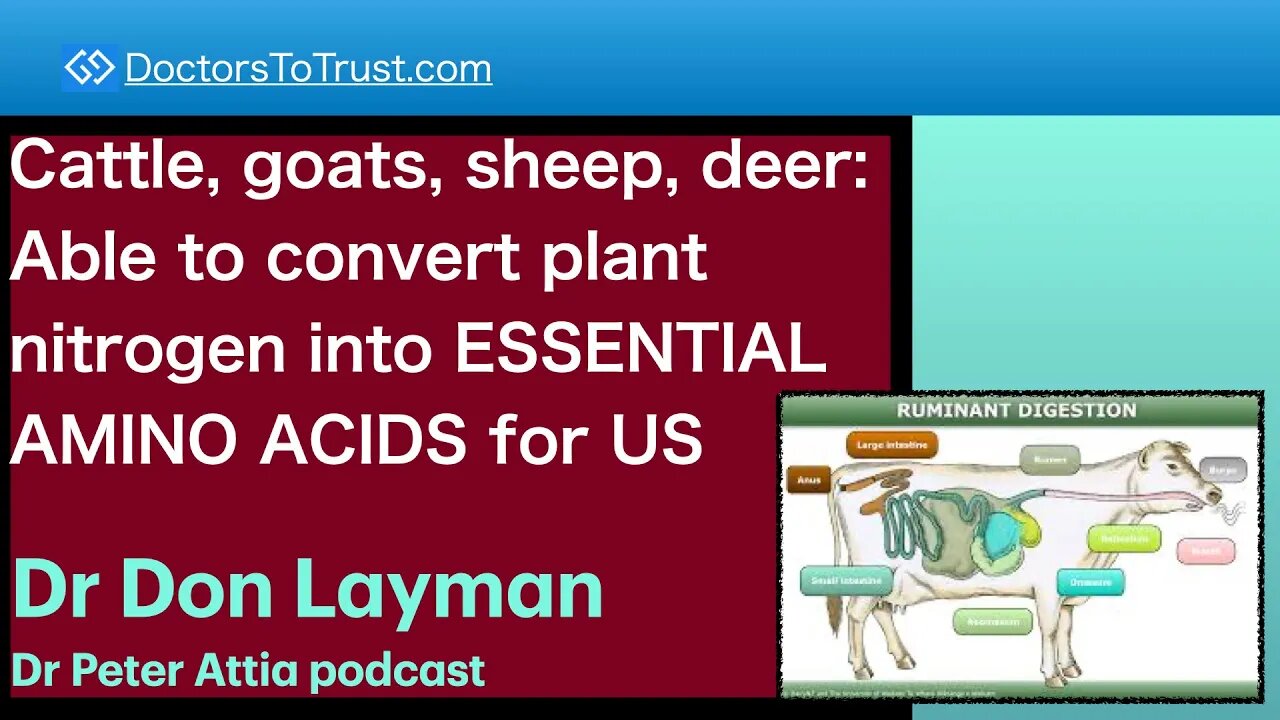 DON LAYMAN 7 | Cattle, goats, sheep, deer: Convert plant nitrogen into ESSENTIAL AMINO ACIDS for US