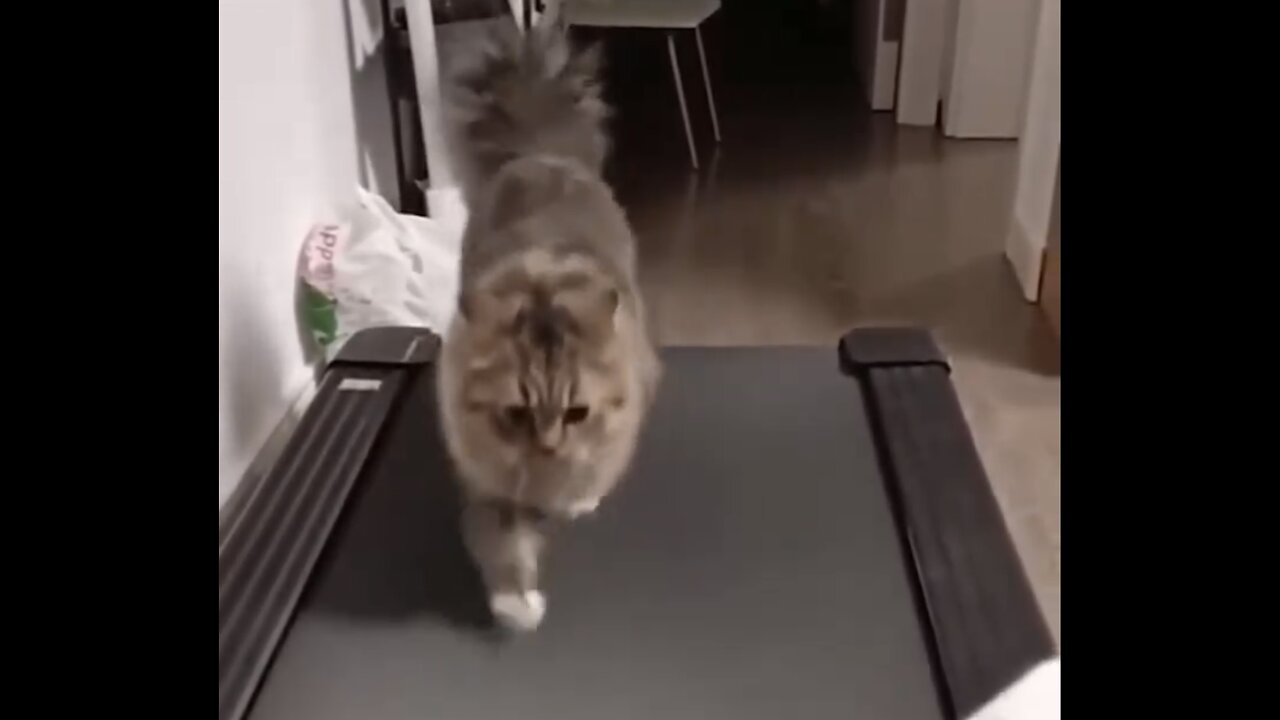 CURIOUS CAT EXERCISING🙀🏅🛷🐈DOING HER THING ON A TREADMILL🏆😻💫