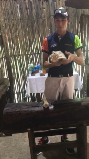 🐚 Conch Shell Demonstation 🇲🇽