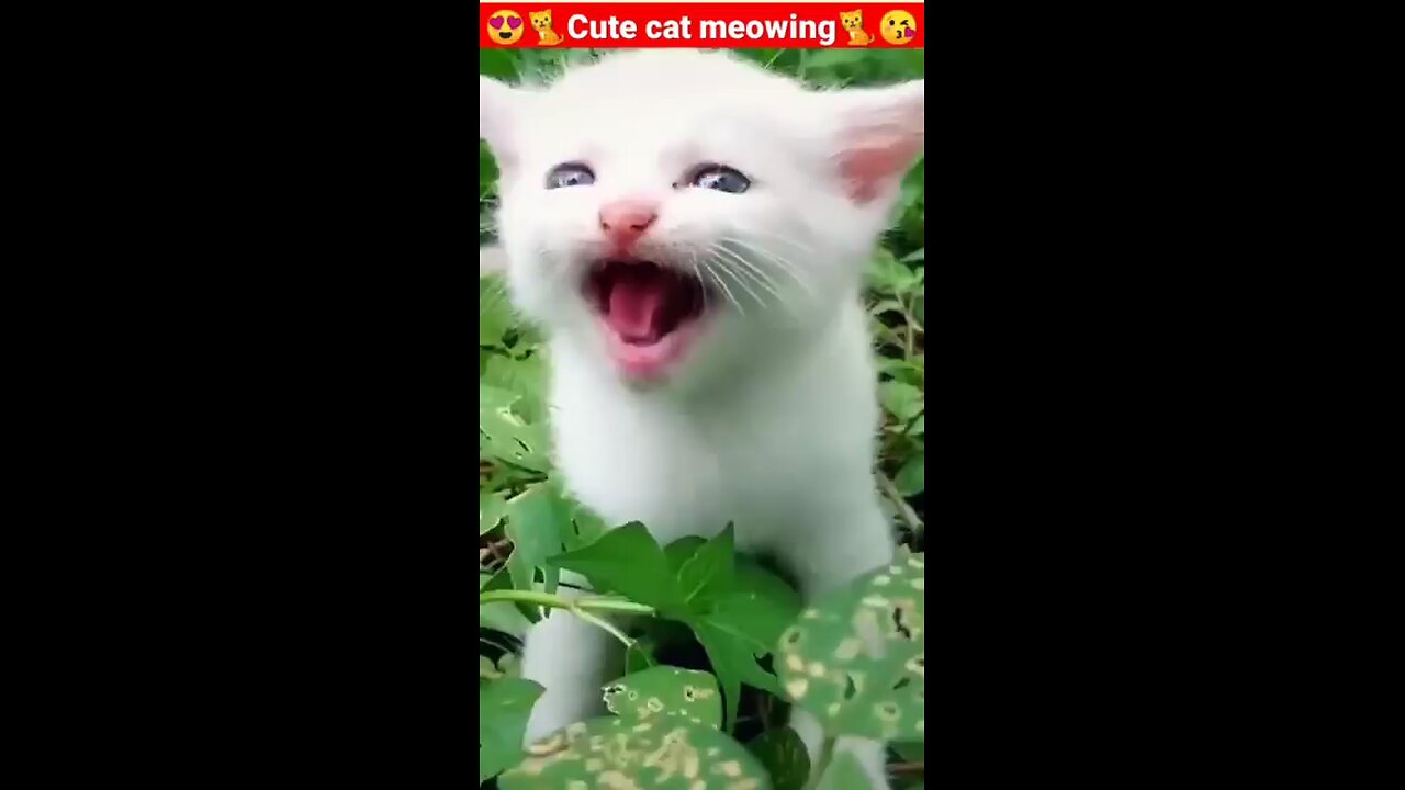 Cat Meowing๐น๐๐๐น|Cat Sound| Cute Cat Videos #shorts #cat #cats #dog #puppy #catlover