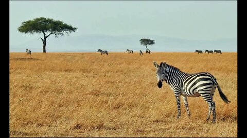 The Most Amazingly Beautiful Animals Full HD