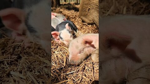 Little Pigs Snoozing in the Sun @UncleTimsFarm #kärnəvór #carnivore #shorts #hereford #pigtalk