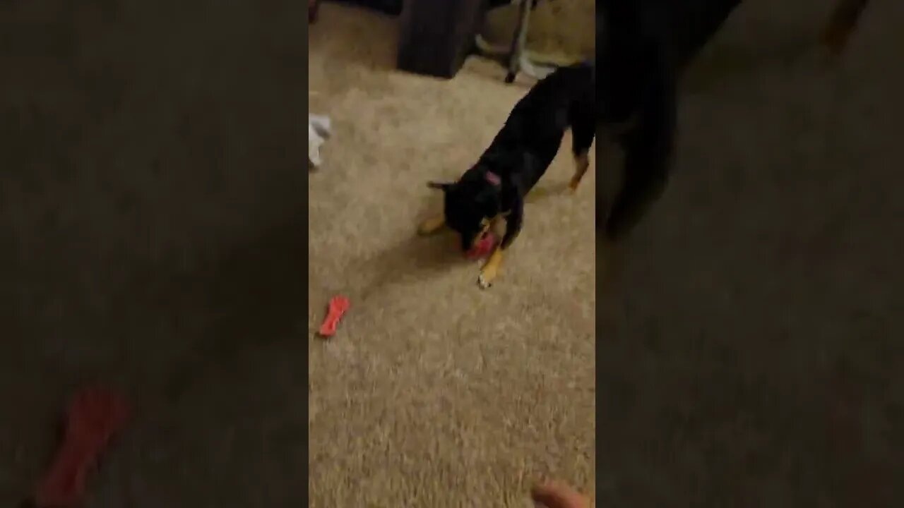 Snickers ready to play with his ball