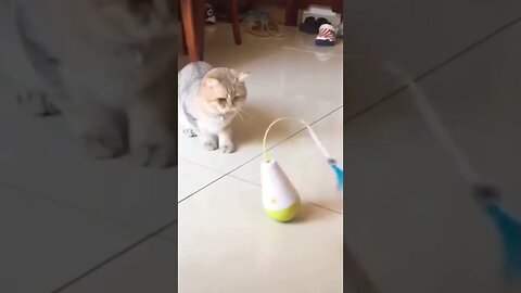 Cute Cat Video ❦ ♡ ♥ ❤ 💓 💔 #Shorts #Cat #Kittens #Vibe Mania