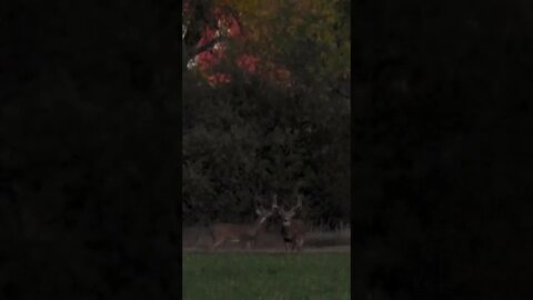 Checkout This SLAMMER Of A Buck! (Double Droptines!)