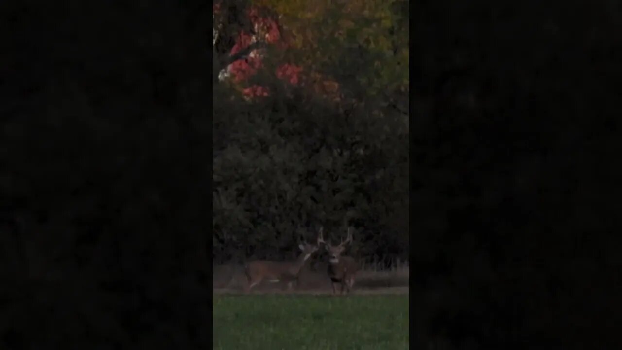 Checkout This SLAMMER Of A Buck! (Double Droptines!)