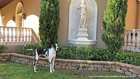 Funny Bouncing Great Dane Goes On Squirrel Patrol