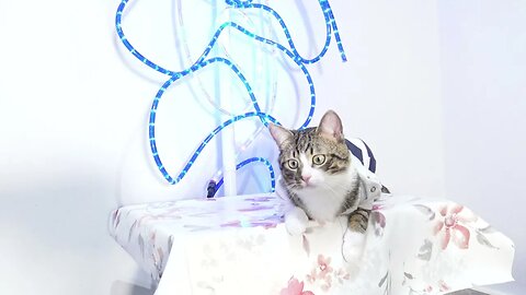 I Saw a Cat in T Shirt on the Table