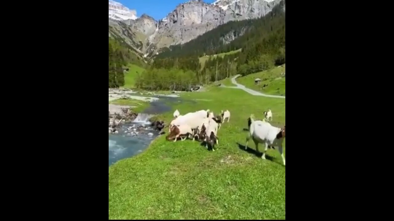 Cute Goat