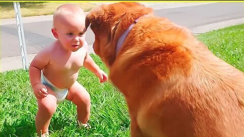 Best video of Cute Babies and Pets - Funny Baby and Pet