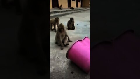 monkey plAy with puppy#shorts #