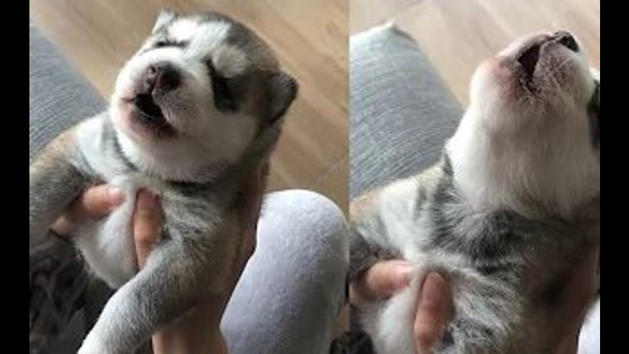 Cute Puppies Howling For the First Time