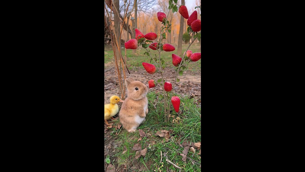Cute animal video.... Watch and follow for more