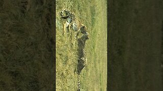 #earth #nature #life #animals