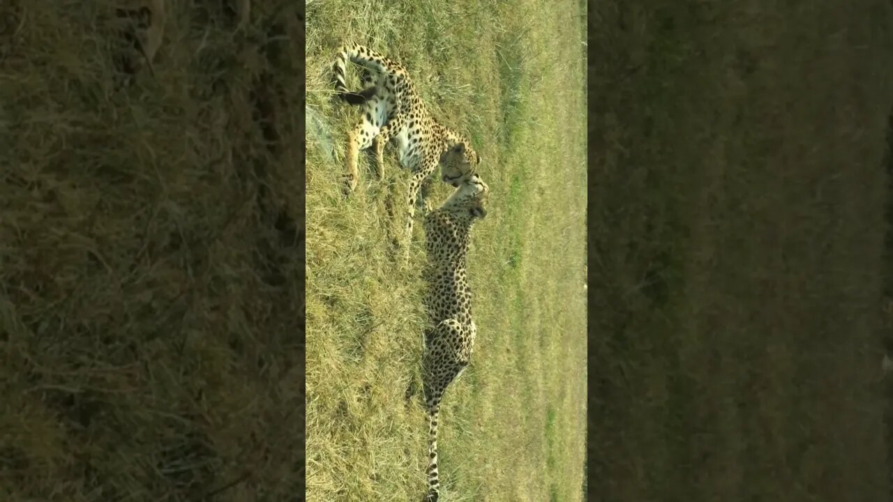#earth #nature #life #animals