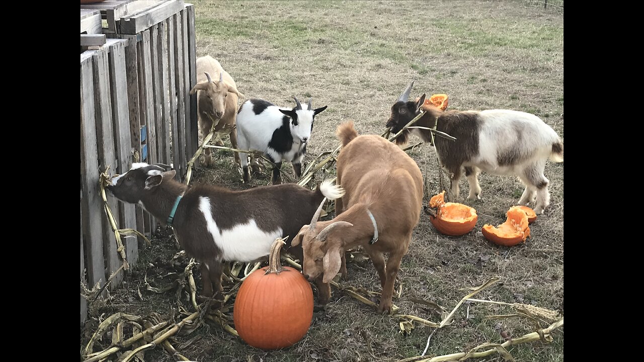 Happy Halloween Goats Eating Pumpkins