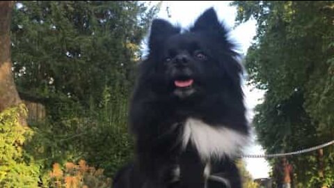 Ce petit chien est fan de Justin Bieber