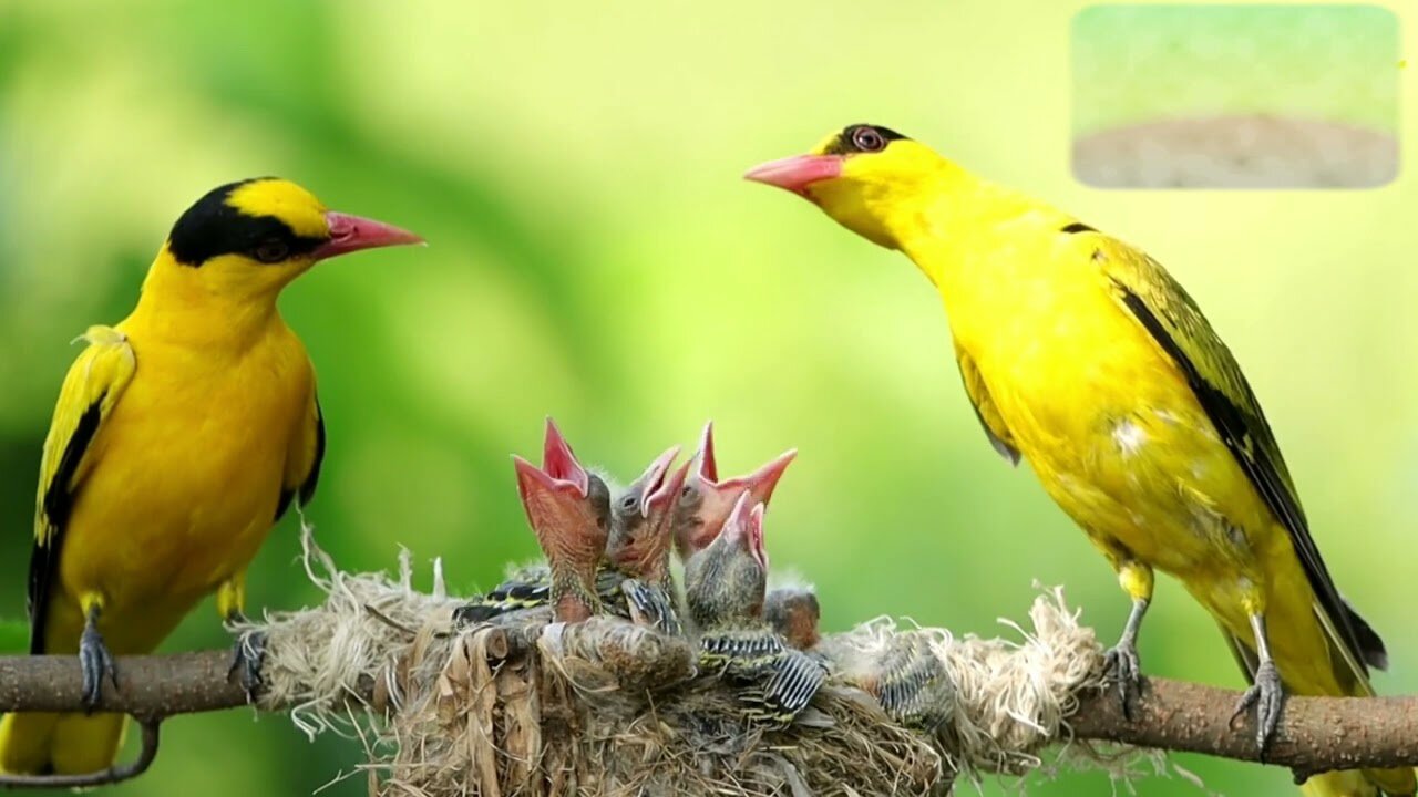 So nice family 👪 birds feeding#CAM7_Wildlife