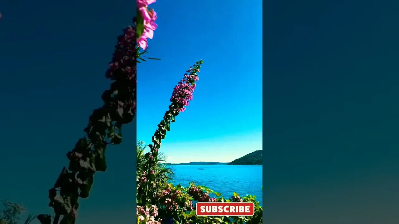 A Boat ride through a sea of blooms #nature #boating #flowerlake #relaxation #shorts #youtubeshorts