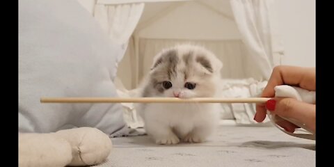 Cute Kitten Video with Short leg Cat