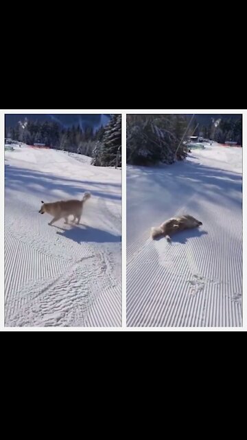 This Good Boy Is Having The Best Day (first time)