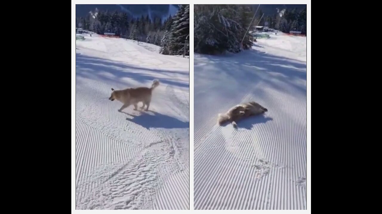 This Good Boy Is Having The Best Day (first time)