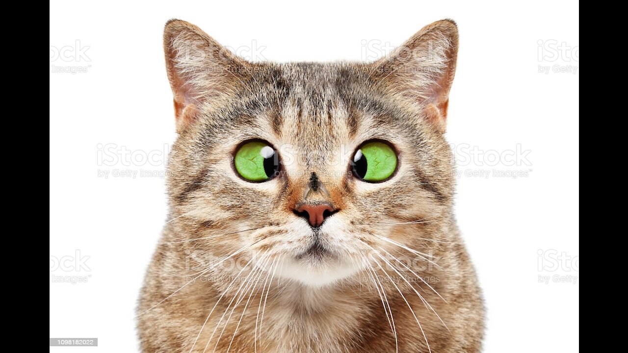 Try Not To Laugh Cat Video To Die For